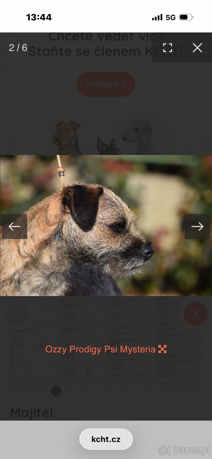 Border Terrier Szczenię Border Terrier z rodowodem ZKwP/FCI - 4