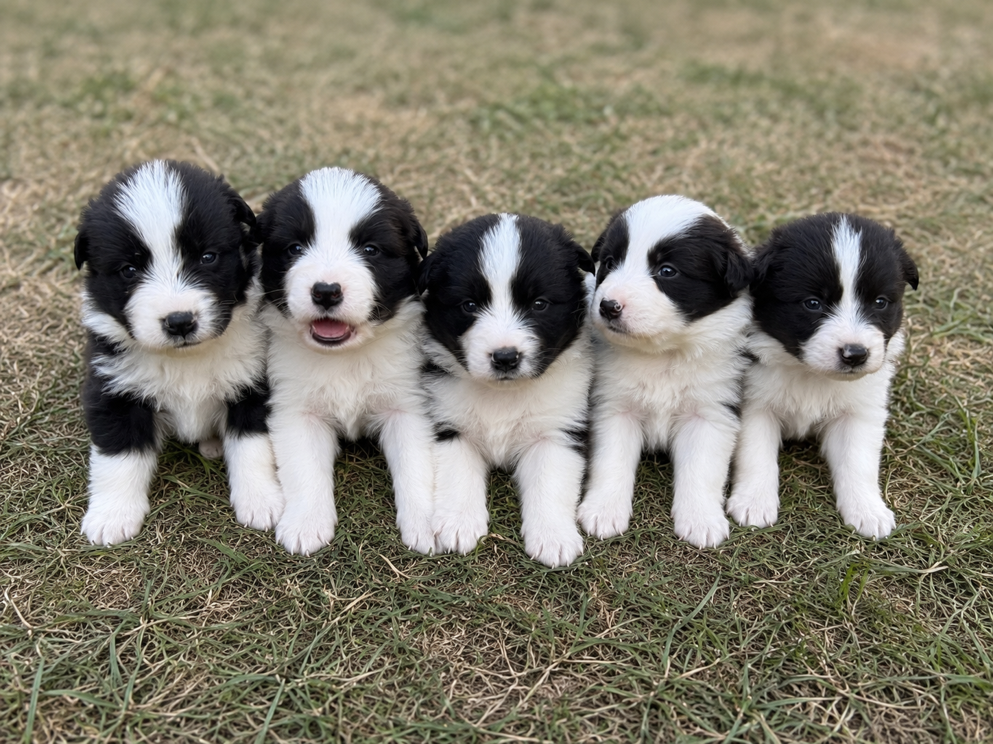 Border collie - 4