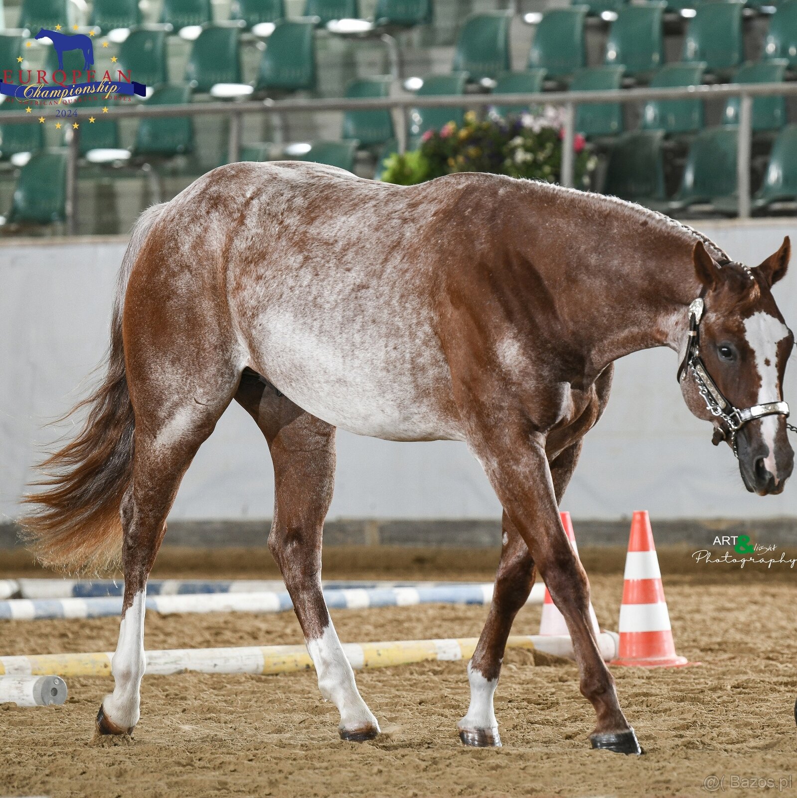 Připouštění QH hřebcem/Breeding by QH stallion (w. pleasure) - 4