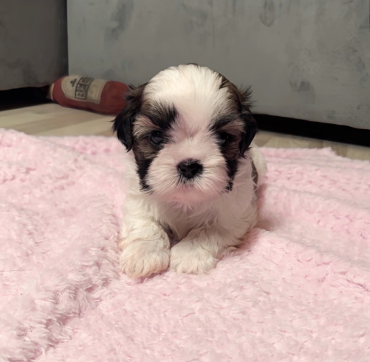 Shih Tzu samiec suka - 4