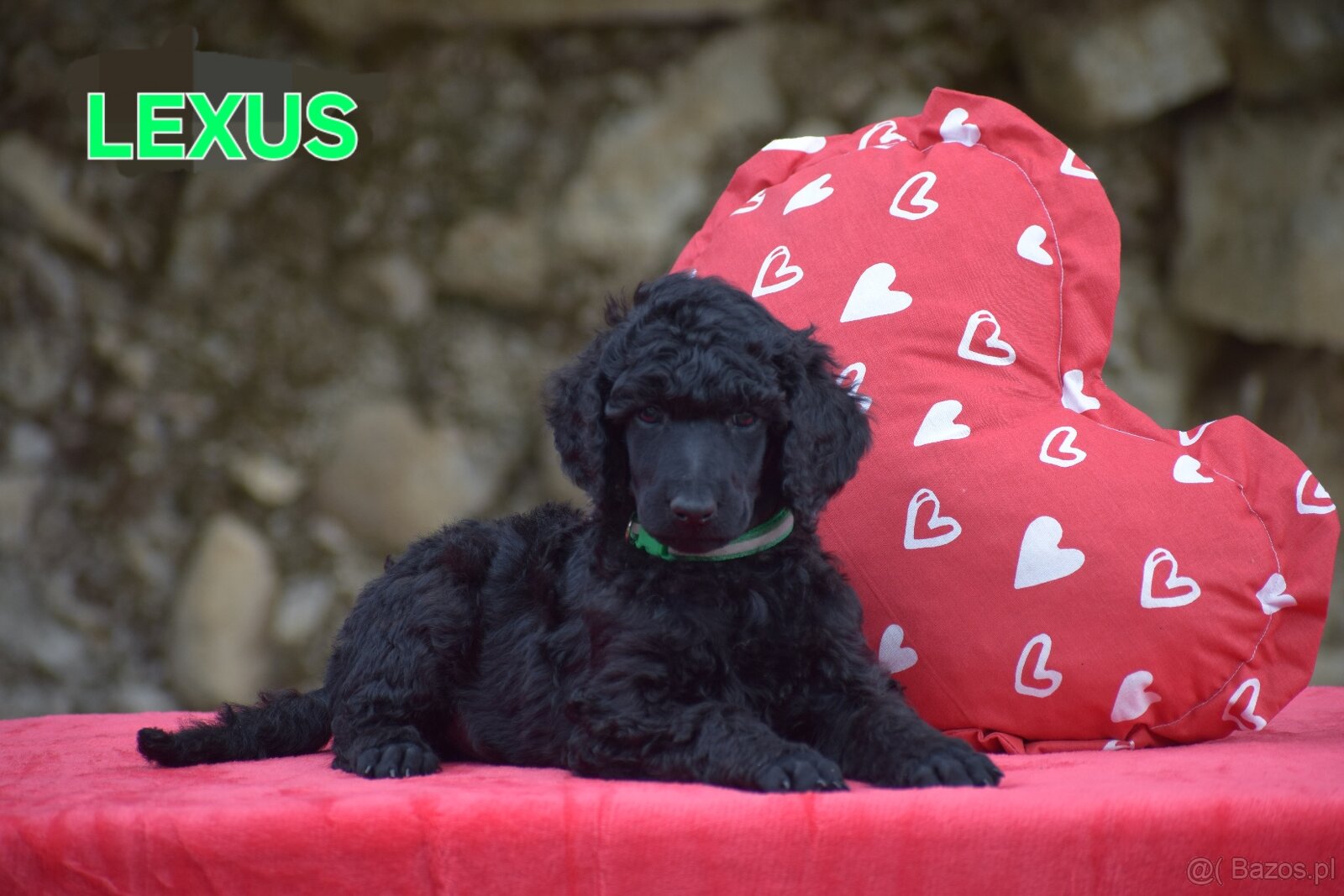 Poodle standard black - 4