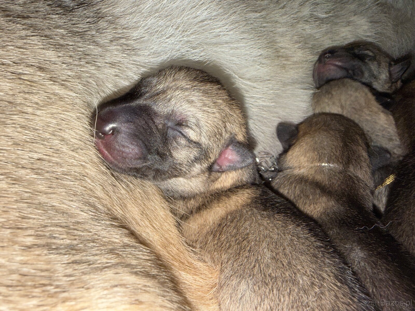 Czechosłowacki wilczak - 4