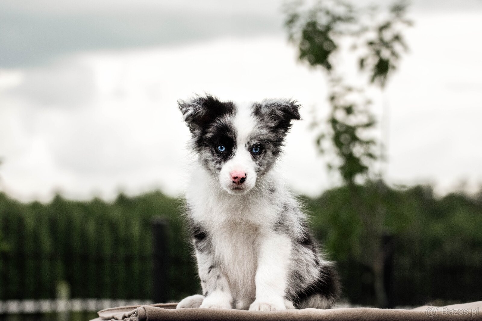 Border Collie szczenię piesek merle ZKwP FCI z metryki gotow - 4