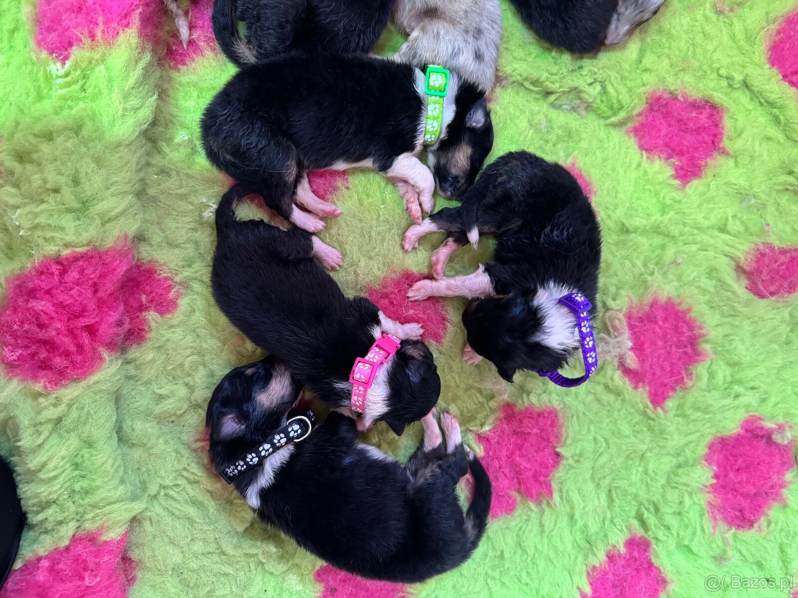 Owczarek Szkocki Długowłosy - 4