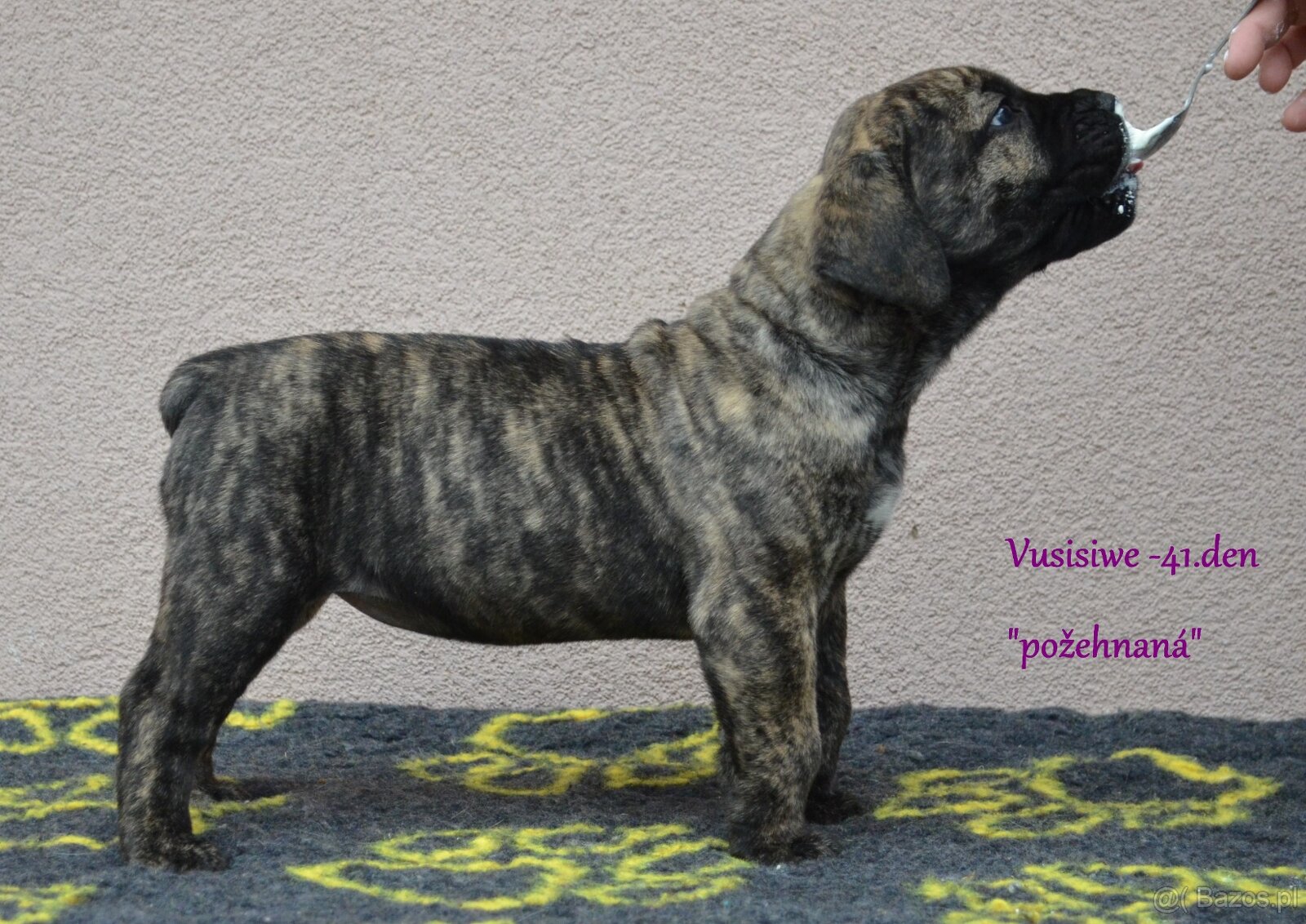 Boerboel FCI rodowod - 4