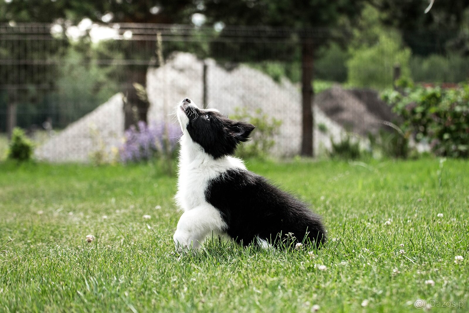 Border Collie szczenię piesek ZKwP FCI z metryki gotowy do o - 4