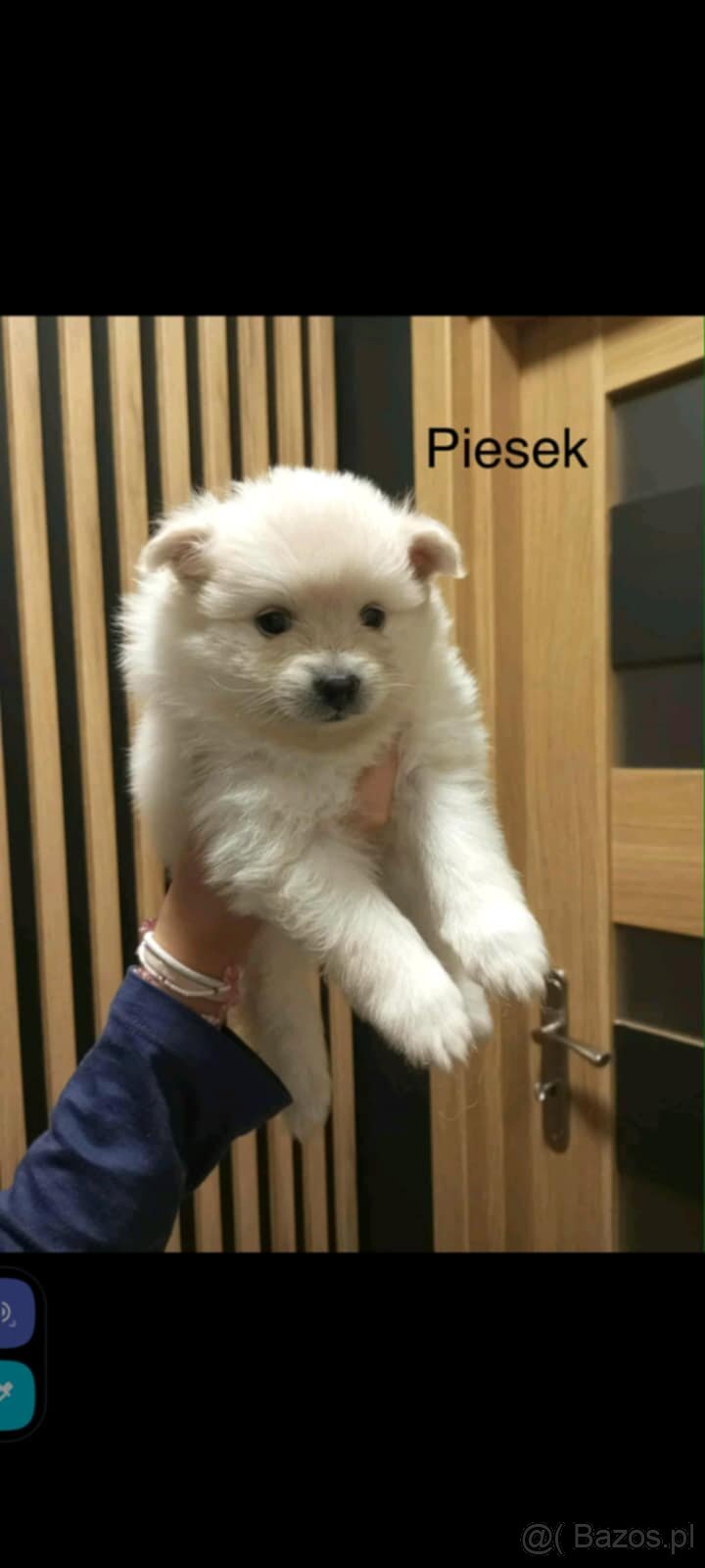 Szpice miniaturowe - 4