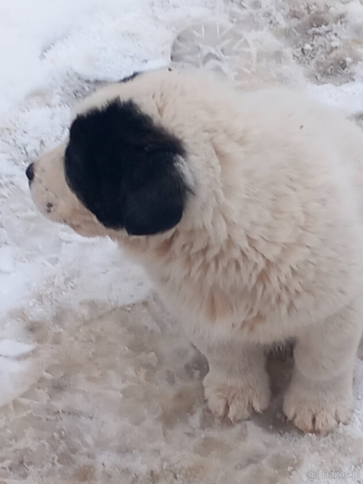 Owczarek środkowoazjatycki - 4
