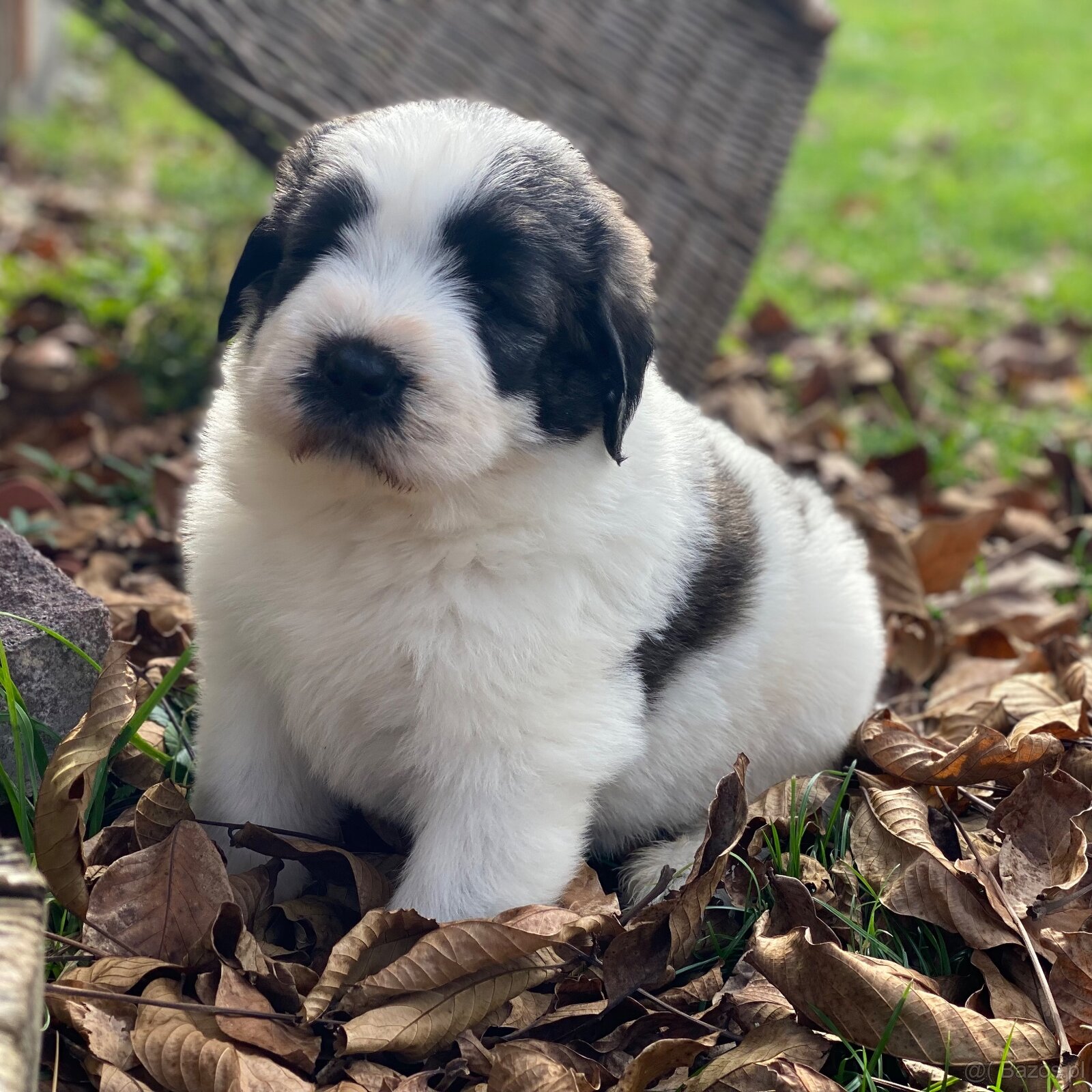 Owczarek Rumuński Mioritic Szczenięta - 4