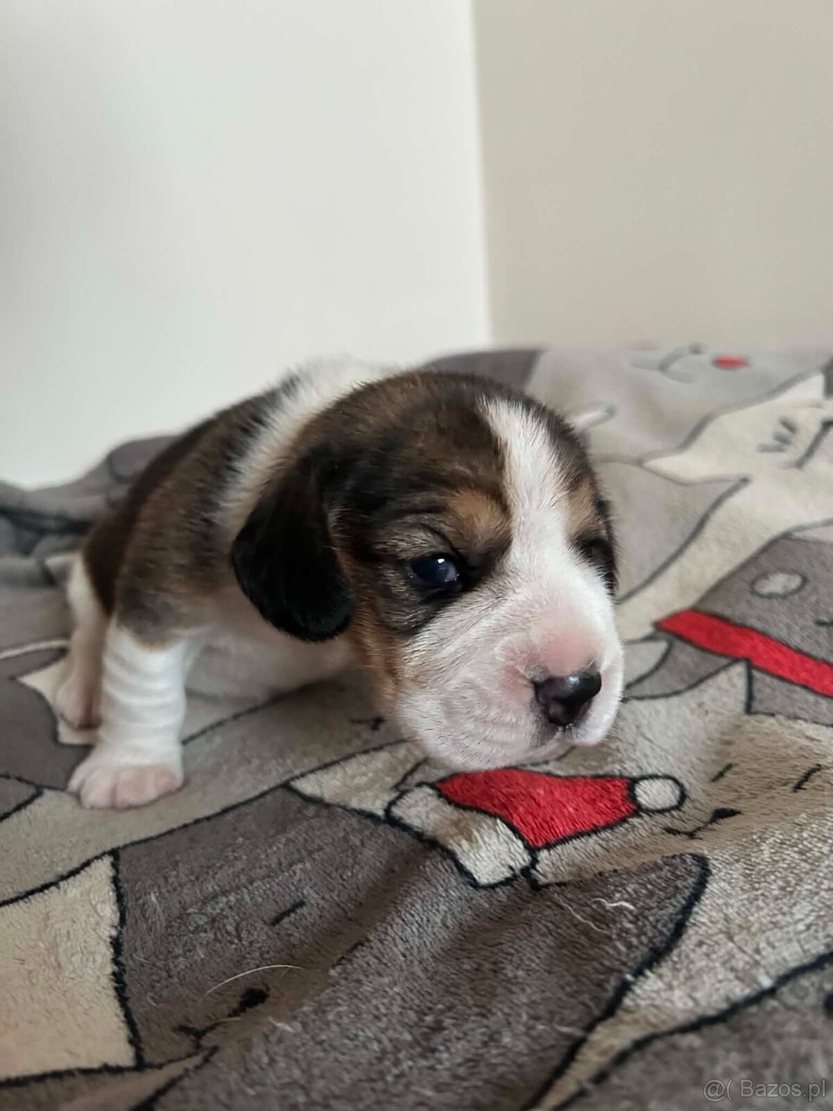 Beagle tricolor ZKwP - 4