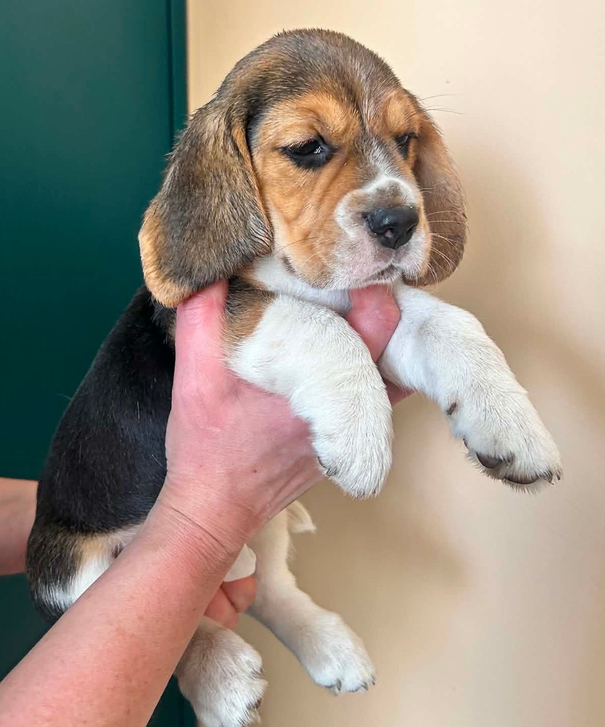 Beagle tricolor ZKwP - 4
