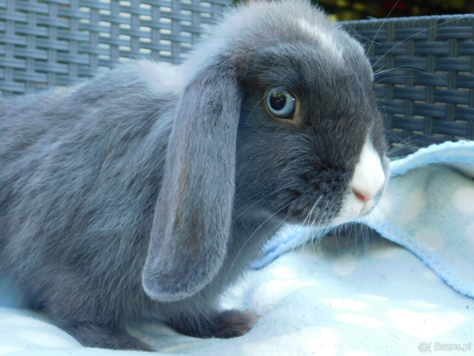 Niebieskie baranki mini lop - 4