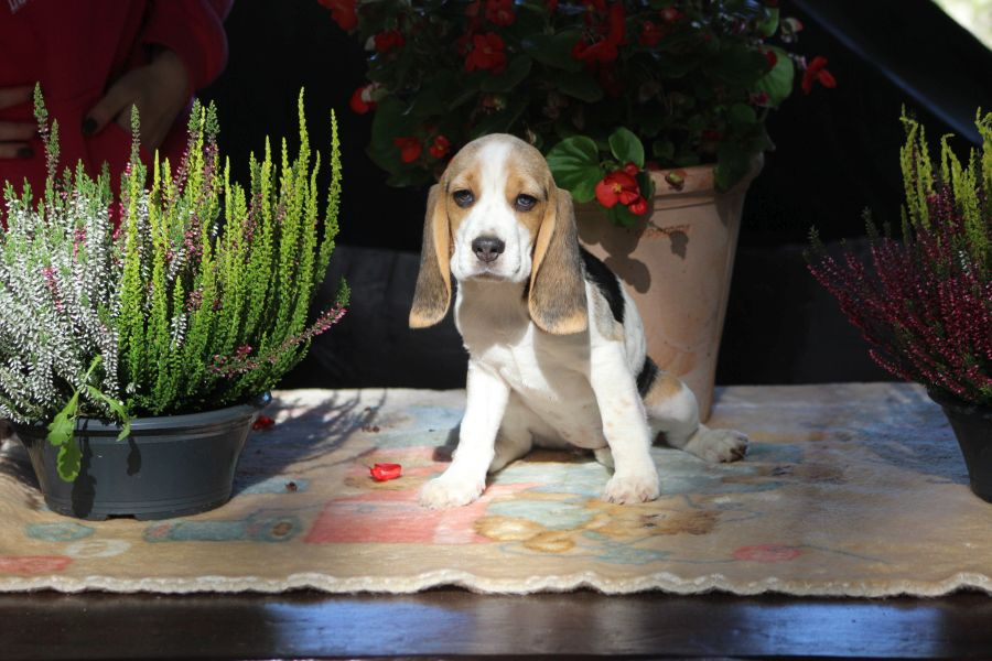 Beagle - szczeniaczki ZKwP po Championie PL. - 4