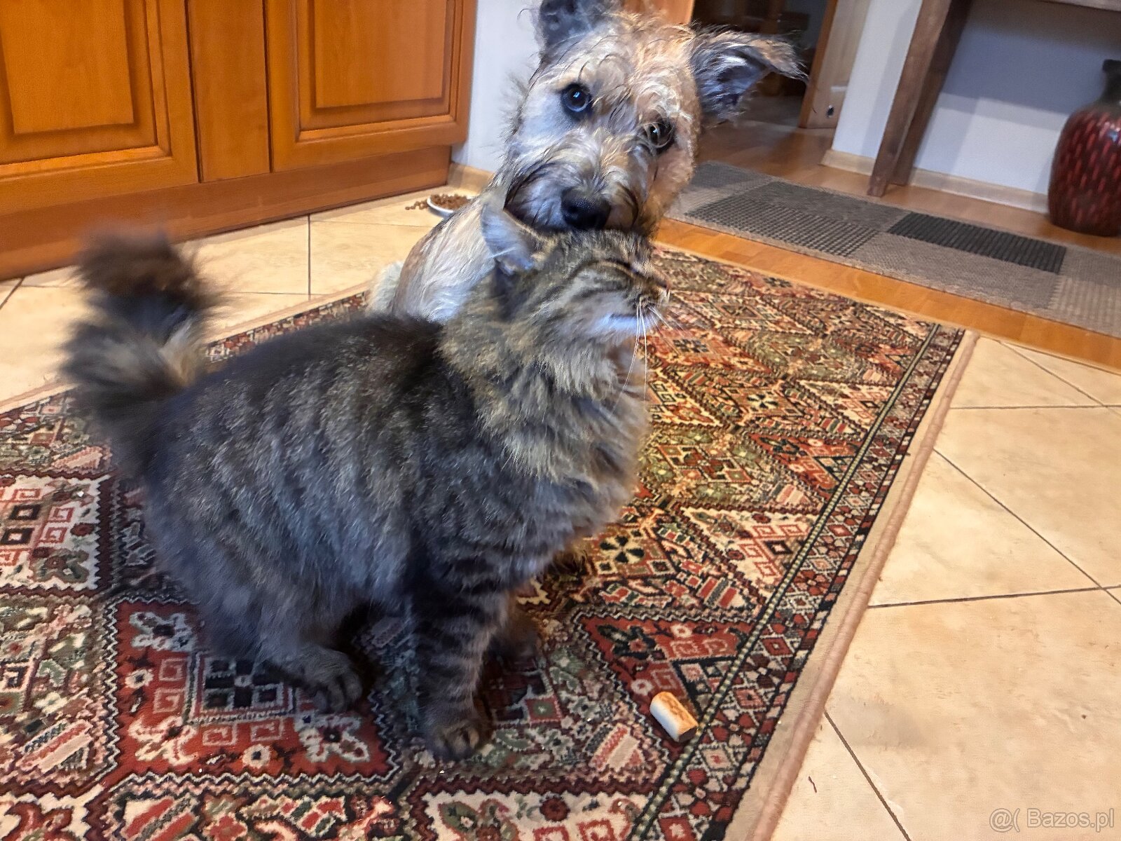 Oddam w dobre ręce-uroczy 6 miesięczny piesek - 4