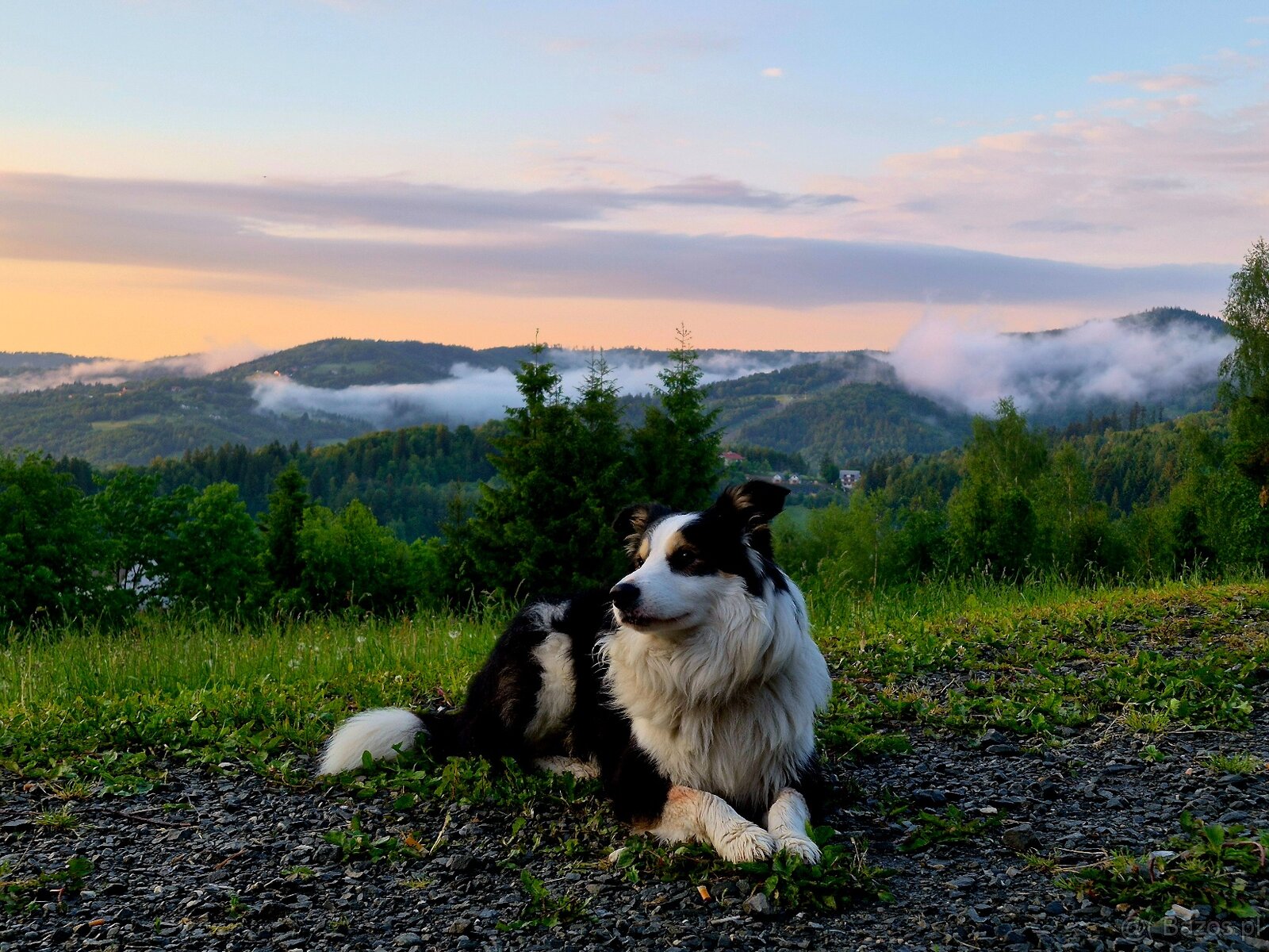 Border collie - reproduktor - 4