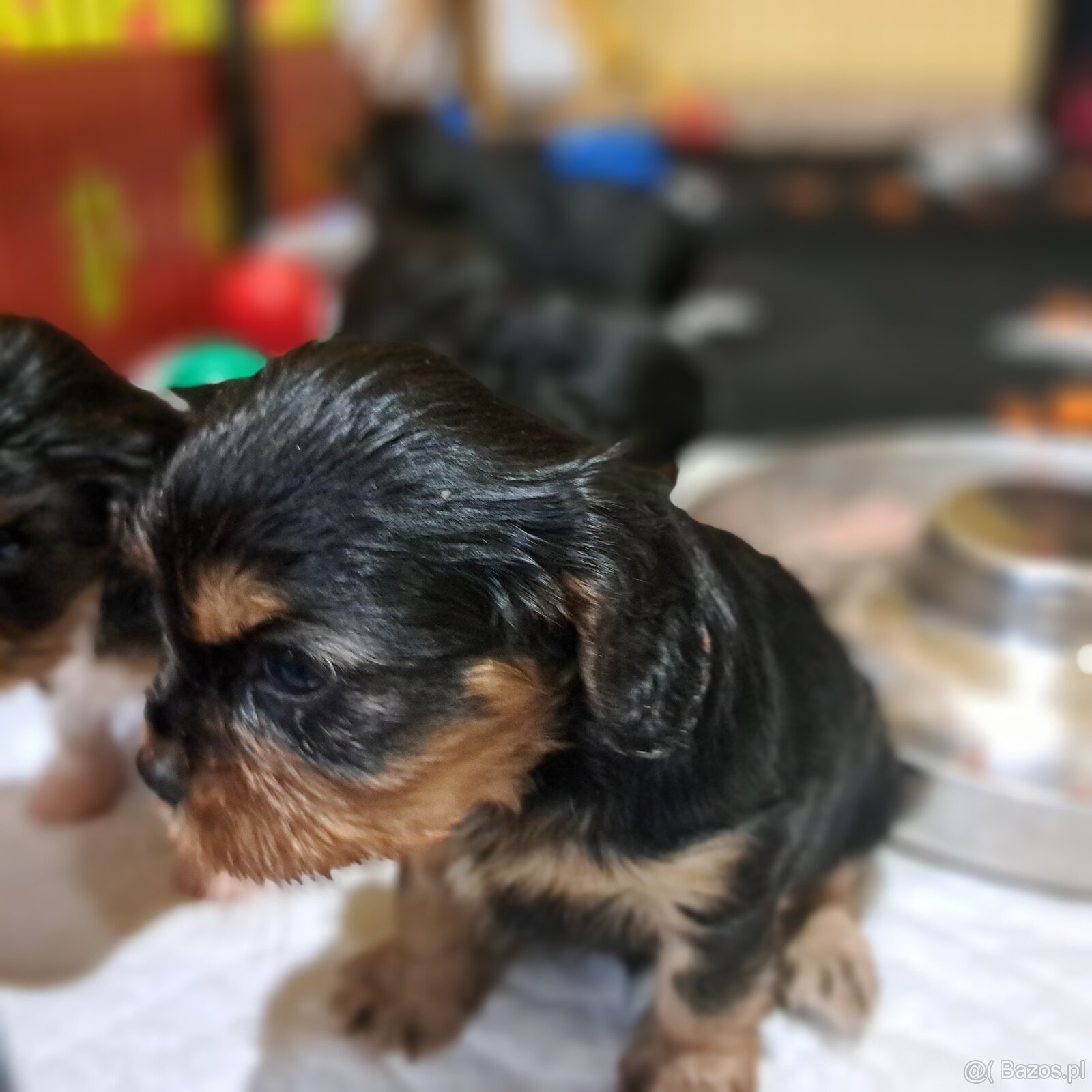 Cavalier King Charles Spaniel fci - 4