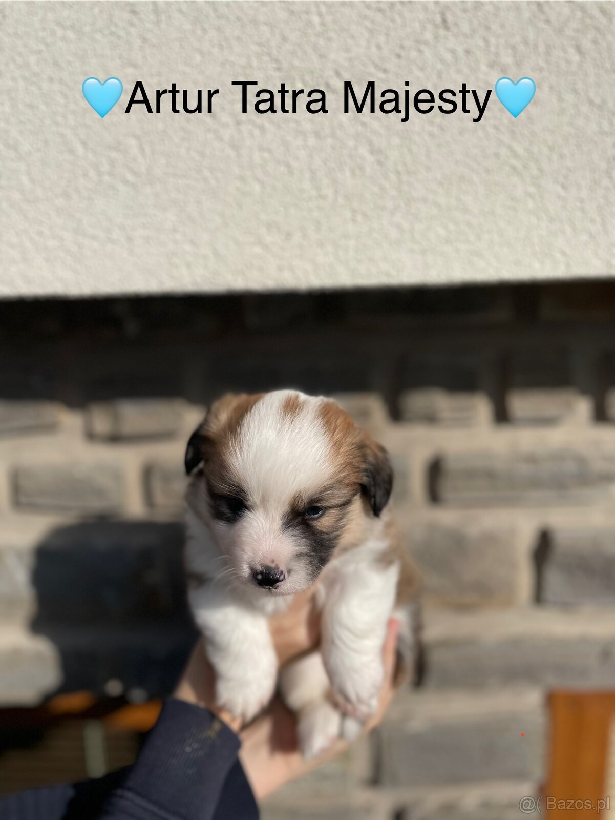 Szczenięta Welsh Corgi Pembroke - Tatra Majesty - 4