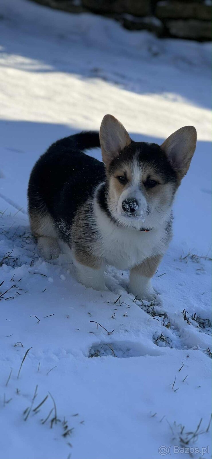 Alf Tatra Majesty- Welsh Corgi Pembroke - 4