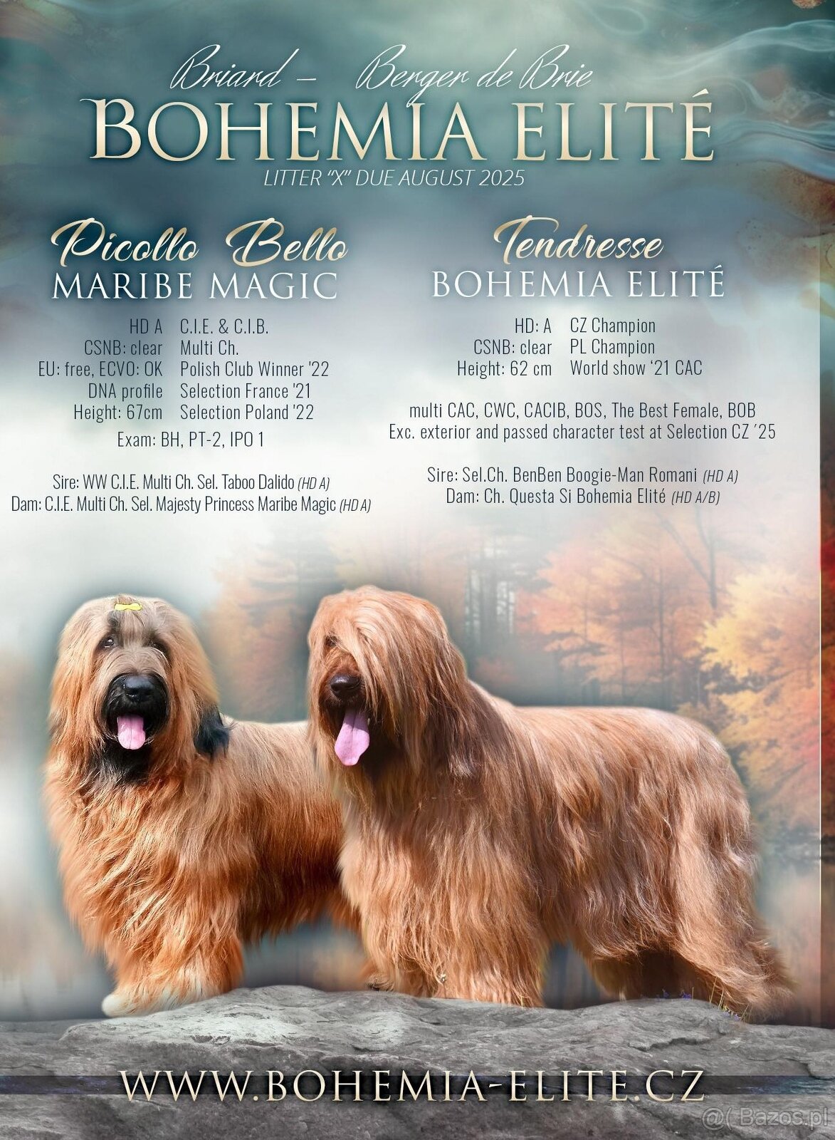 Briard szczeniak suczki - 4