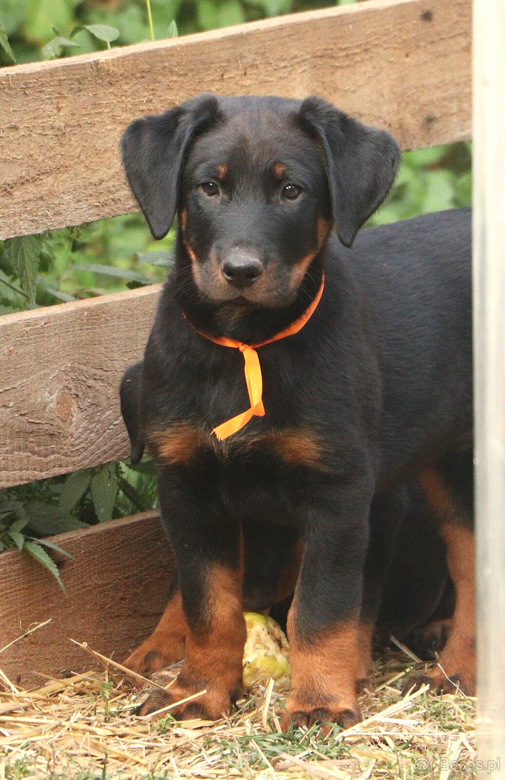 Beauceron z rodowodem FCI - 4
