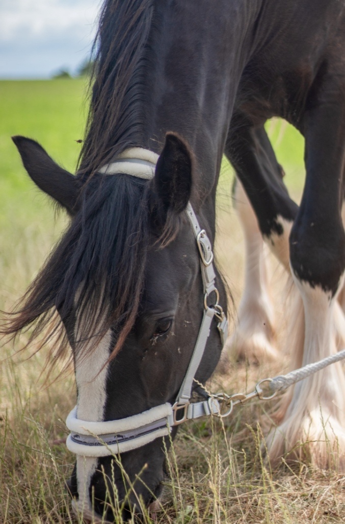Shire horse - 4