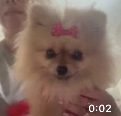 Szpic miniaturowy pomorski - 4