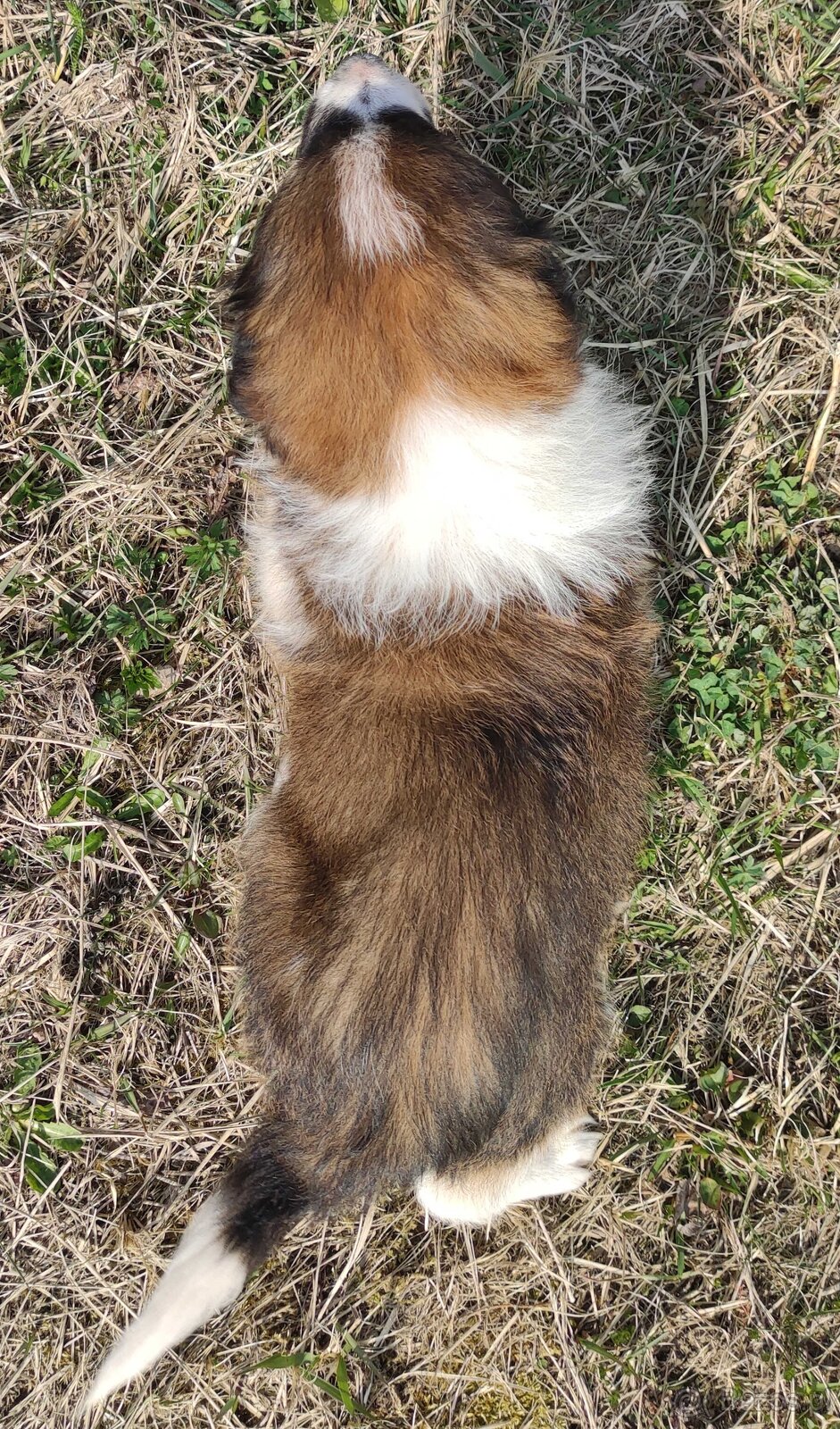 Border Collie maści Sabble / Sobol , Pies z pełną dok. - 4