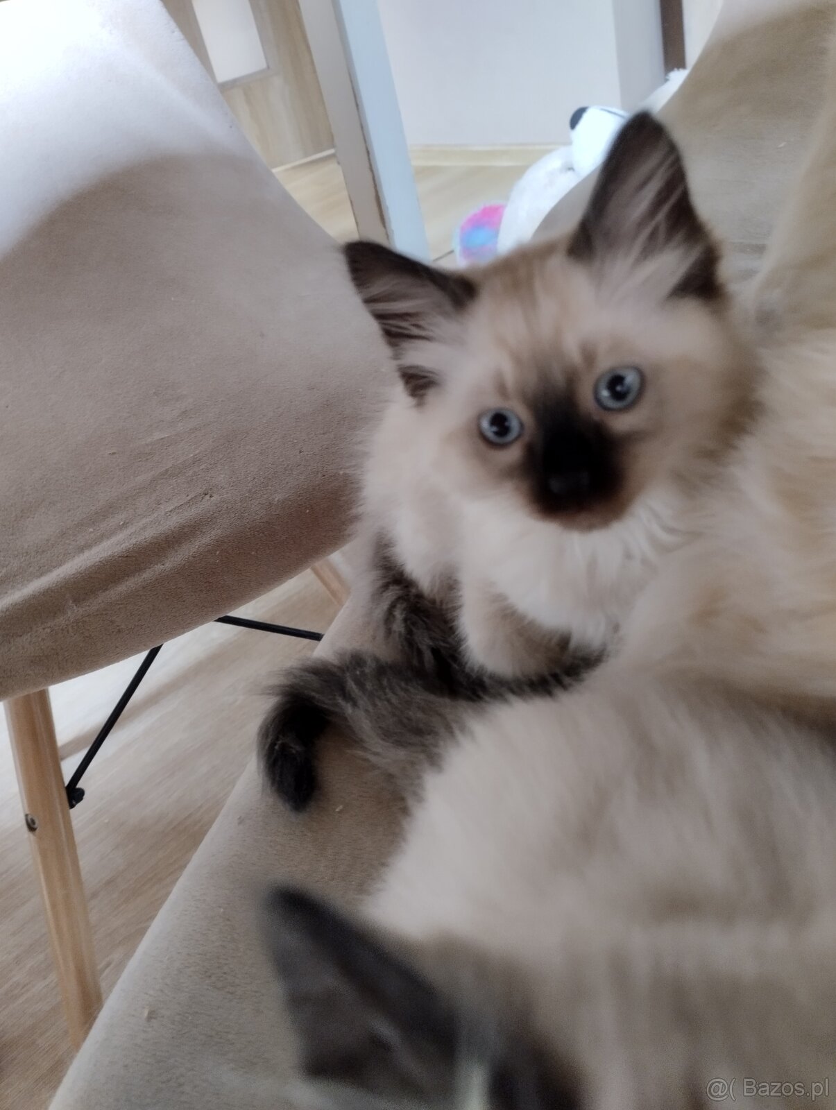 Kotki gotowe na zmianę domu - 4