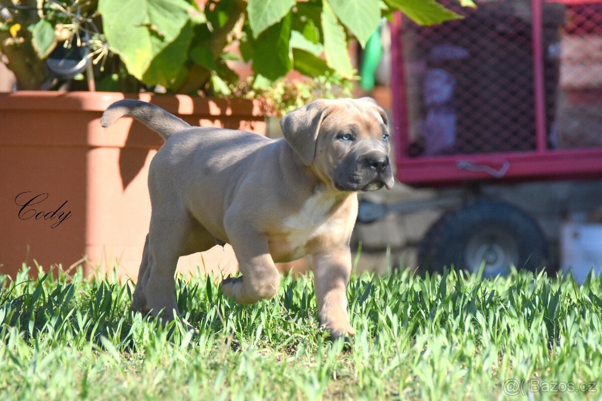 Cane Corso z rodowodem FCI - 4