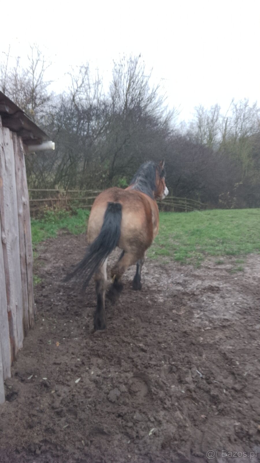 Sprzedam klacz zimnokwista 3 letnia zrebna - 4