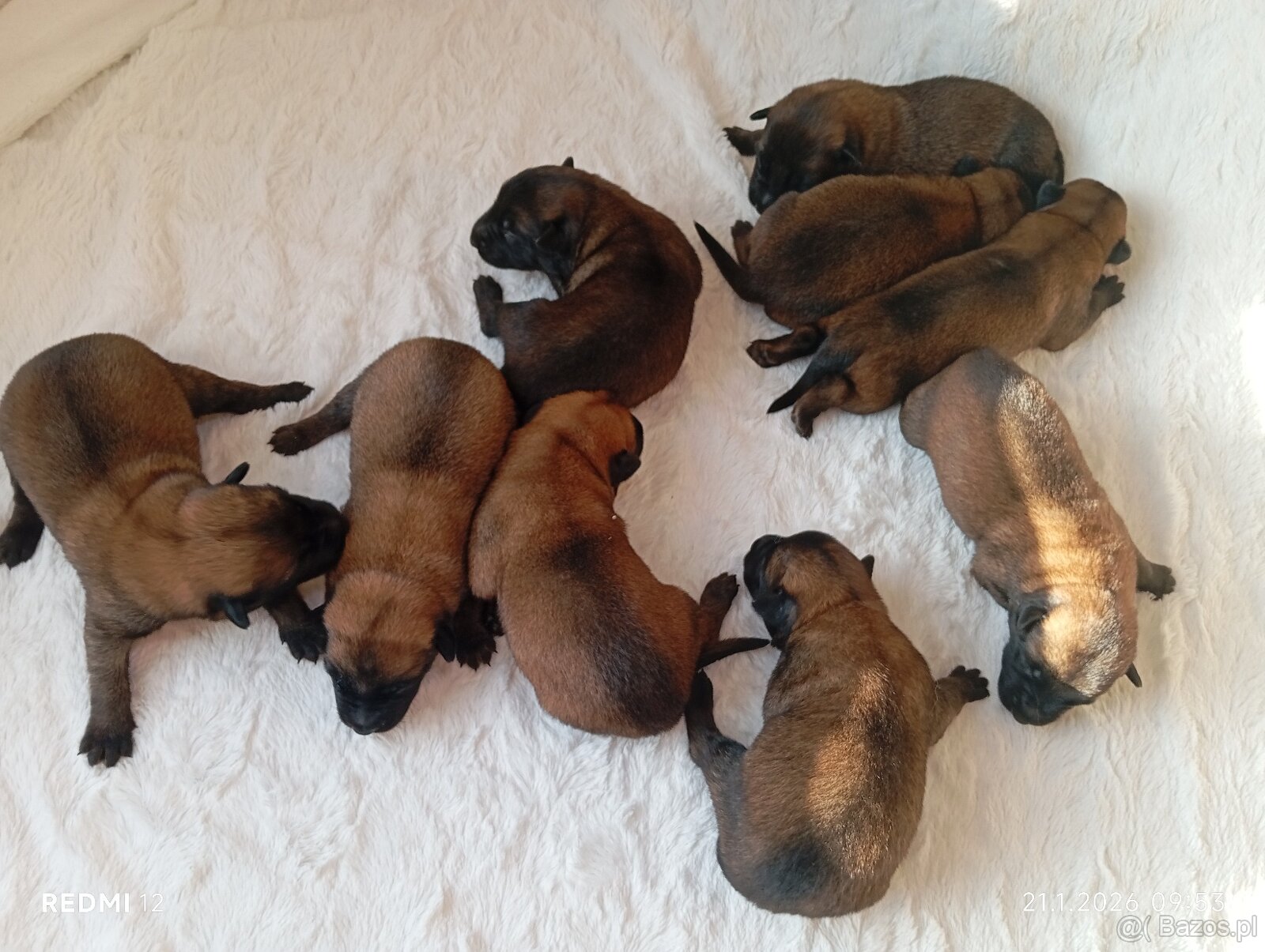 Owczarek belgijski z rodowodem FCI - 4