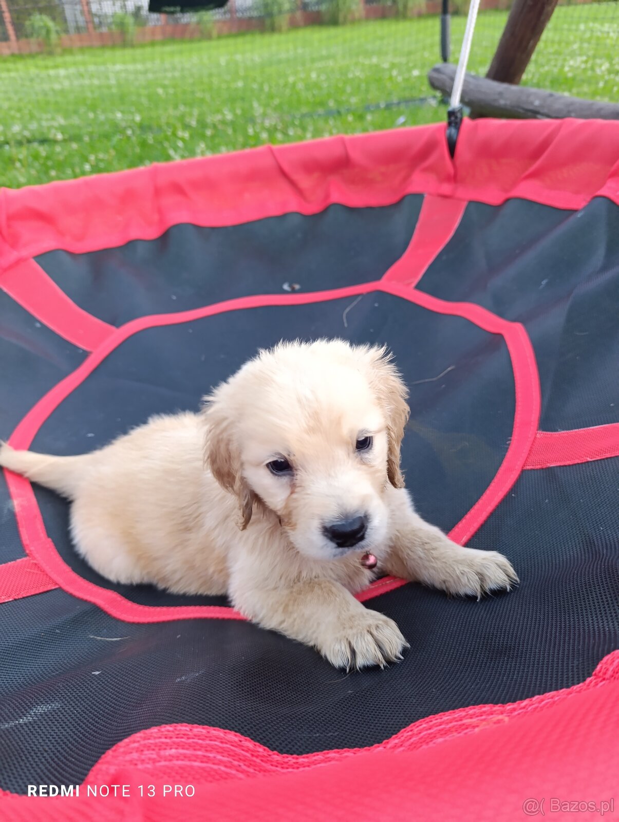Golden retriever - 4
