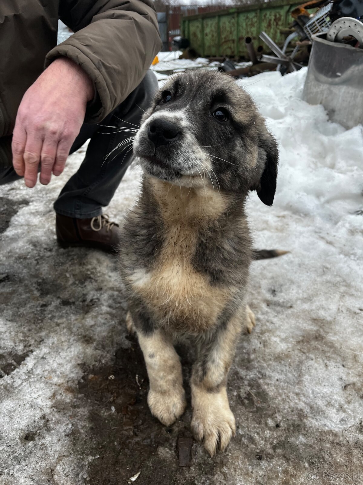 Owczarek środkowoazjatycki - 4