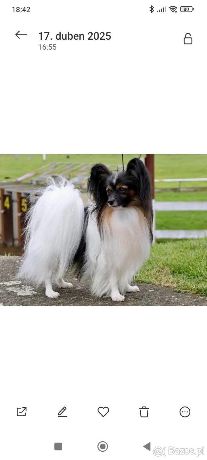 Papillon - tricolorní holčička - 4