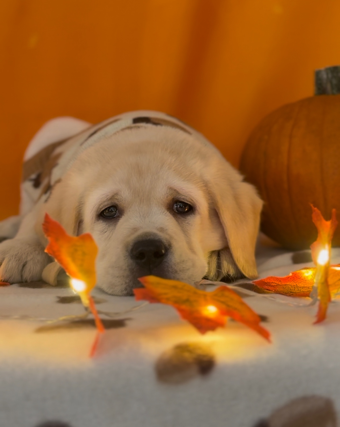 Szczenięta Labrador retriever - 4