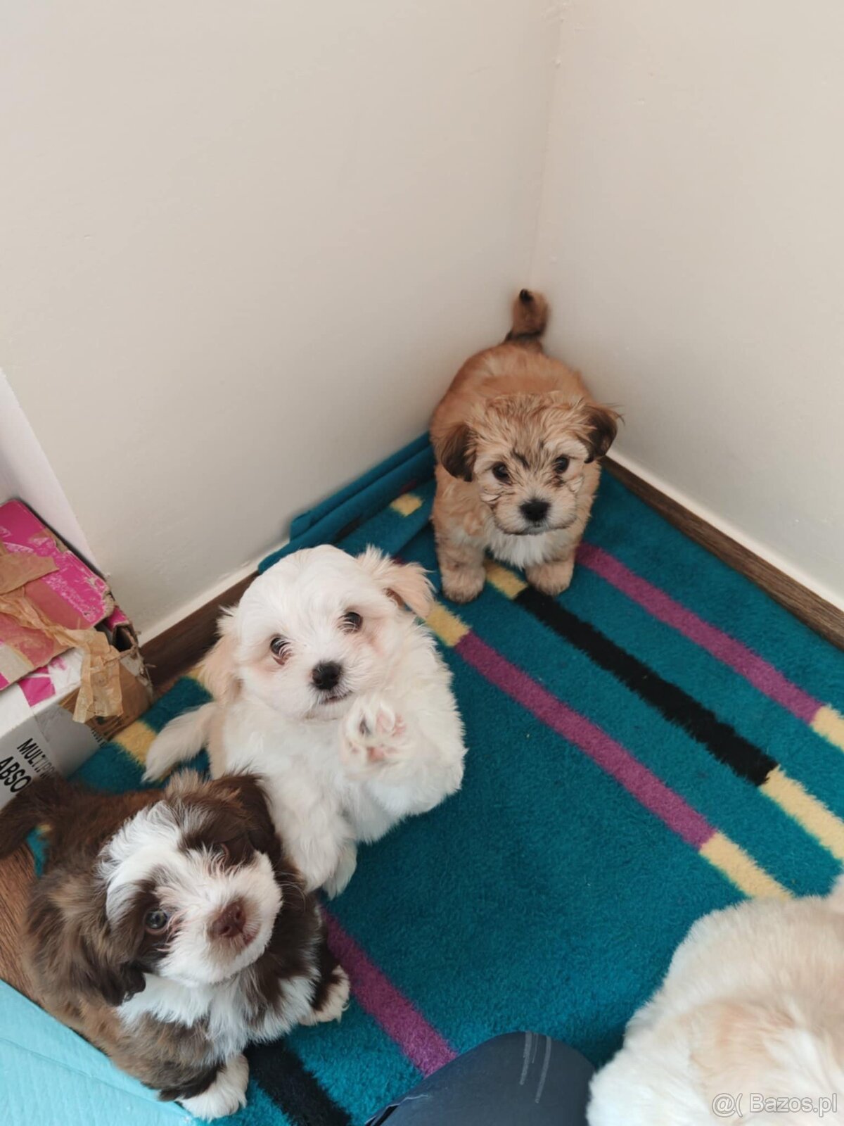 Szczeniaki do oddania Hawańczyk 7 tyg - 4