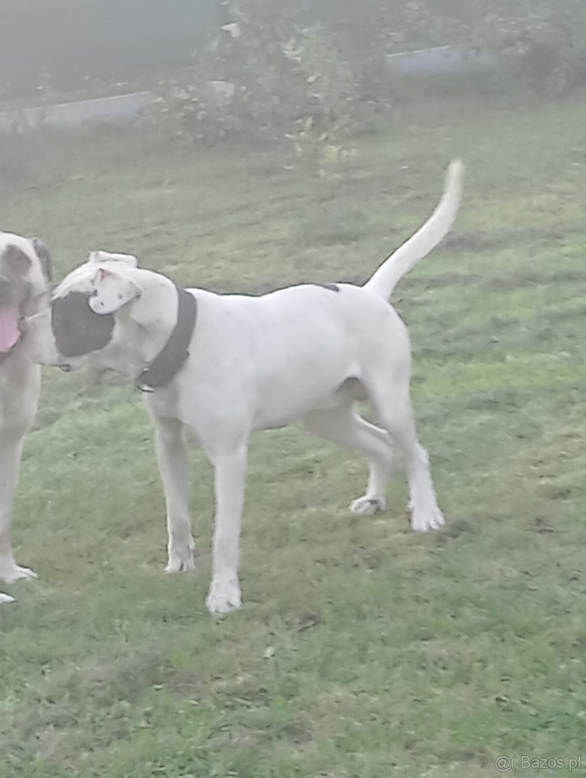 Bandog,kangal,Dog argentyński - 4