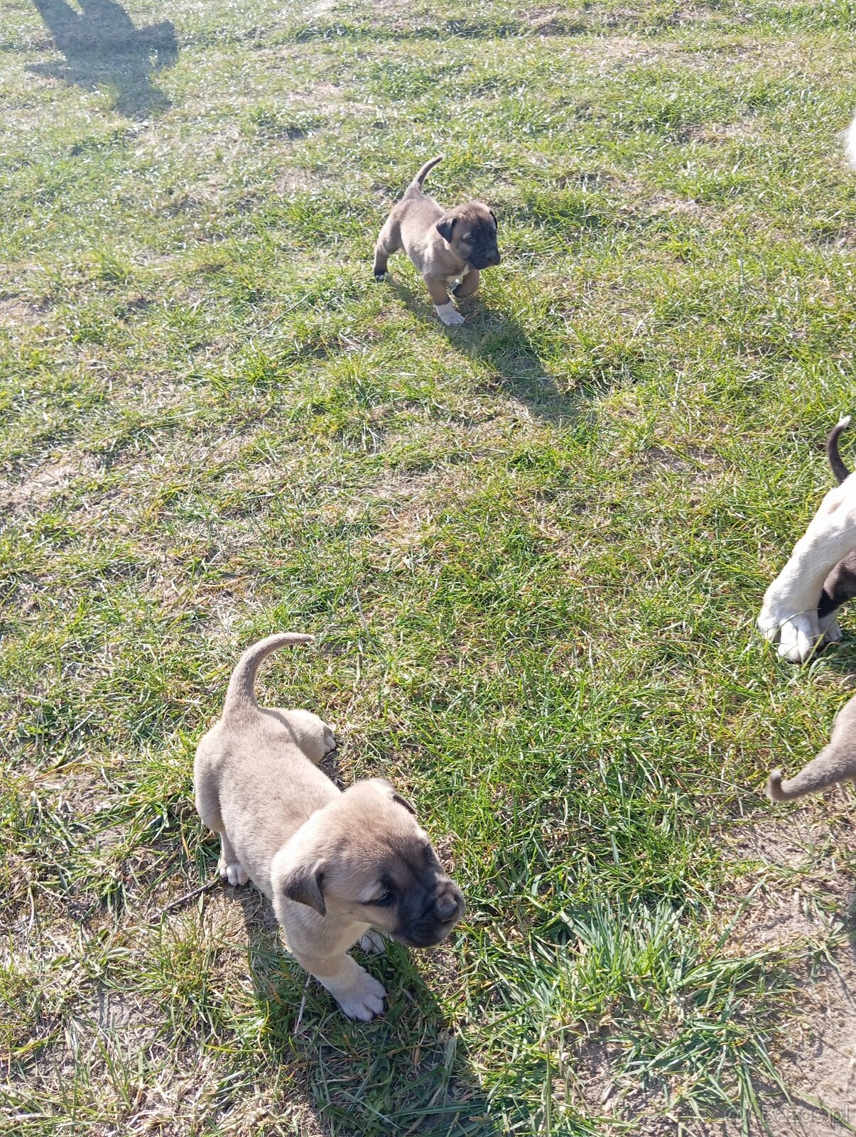Bandog,kangal,Dog argentyński - 4