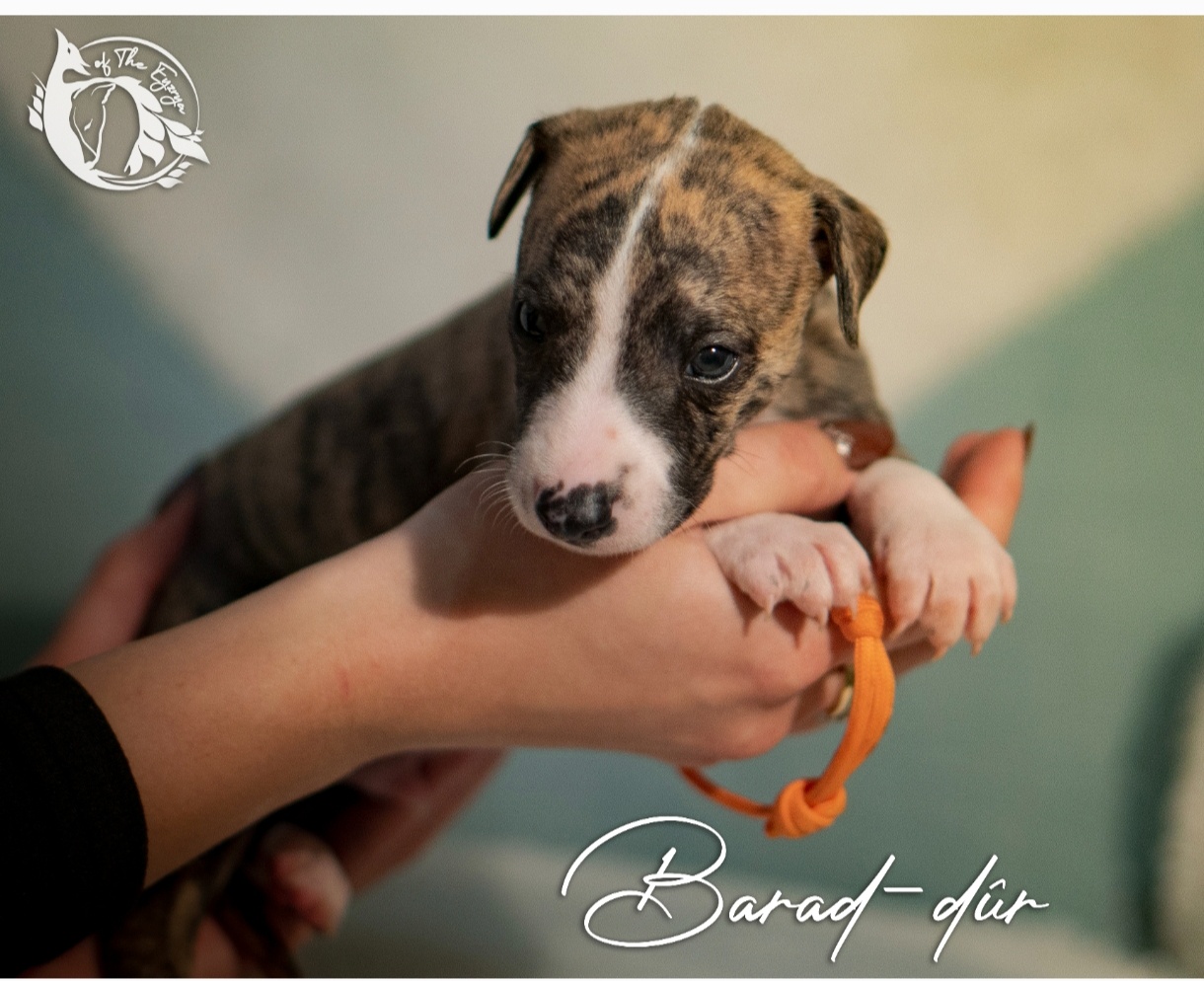 Whippet - 4
