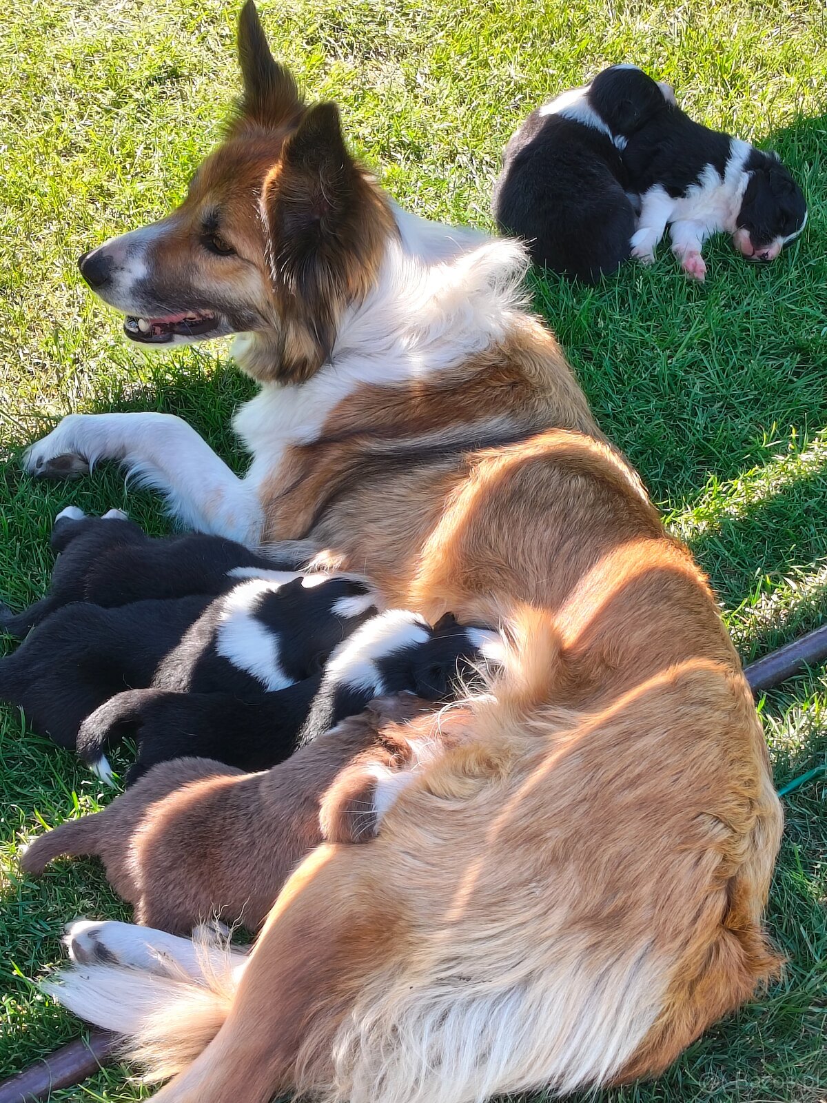 Szczenięta Border Collie ZKwP FCI - 4