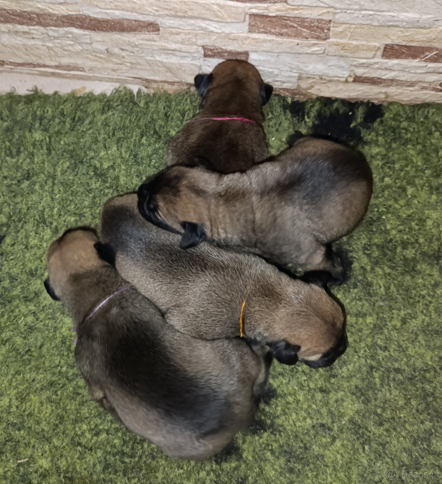 Bulmastif/ Bullmastiff s PP - 4