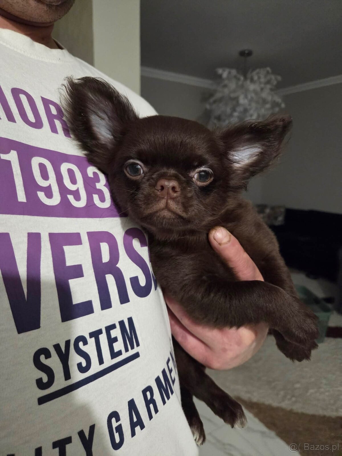 Chihuahua długowłosy - 4