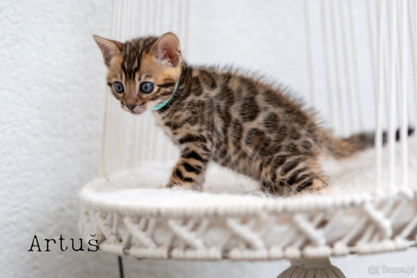 OUR BENGAL KITTENS WITH PEDIGREE CERTIFICATES - 4