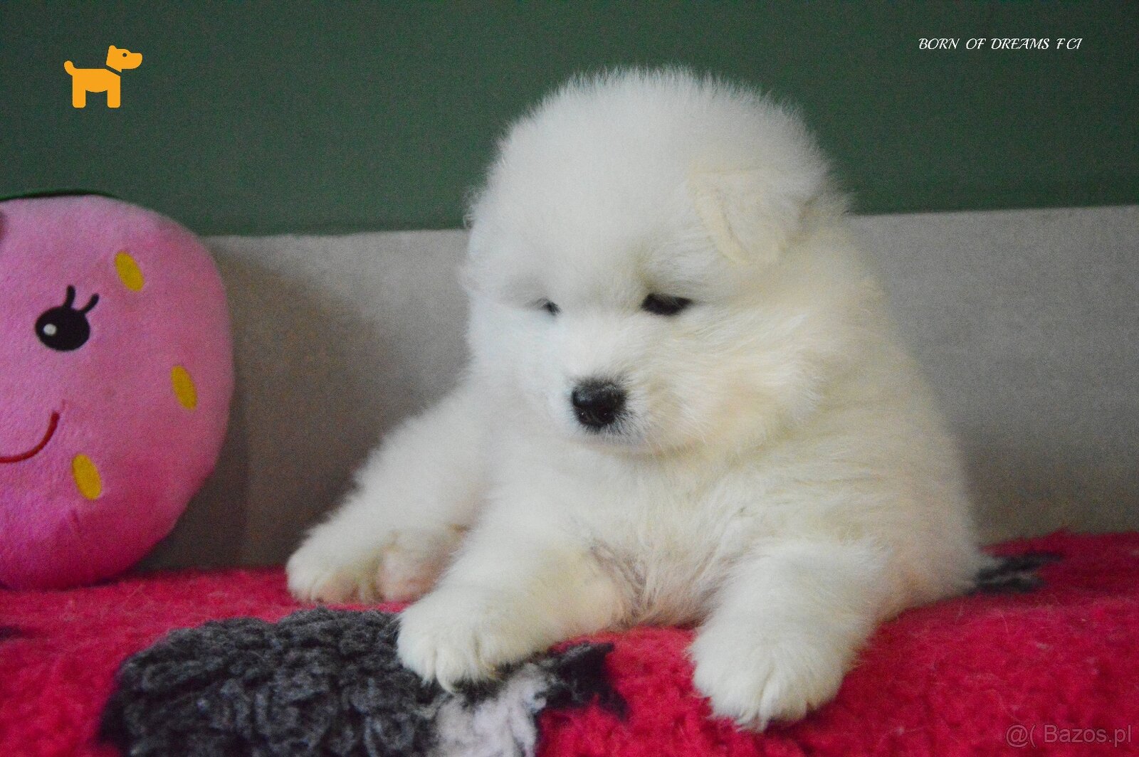 SAMOYED SZCZENIĘTA ZKwP/FCI - 4