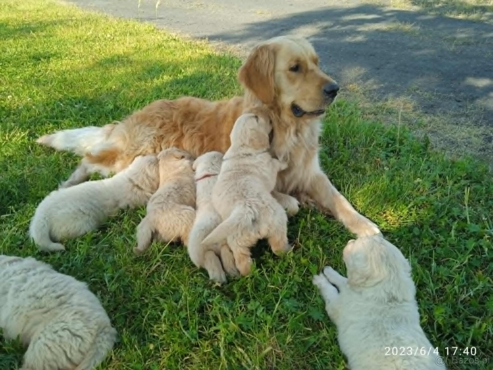 rodowodowe szczenięta rasy Golden Retriever - 4