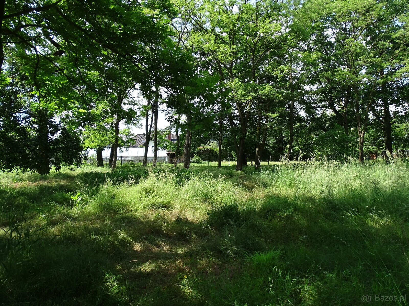 Działka pod inwestycję mieszkaniową, Zajączków - 4