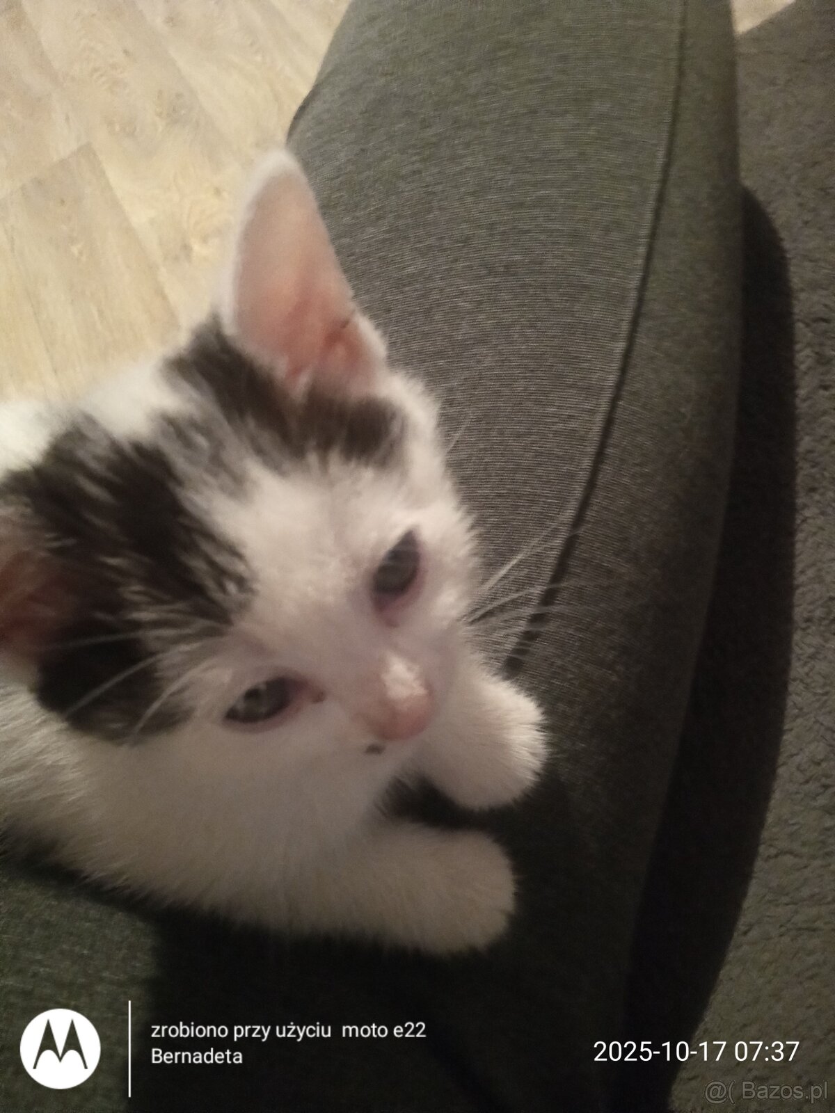 Oddam kotki do adopcji - 4