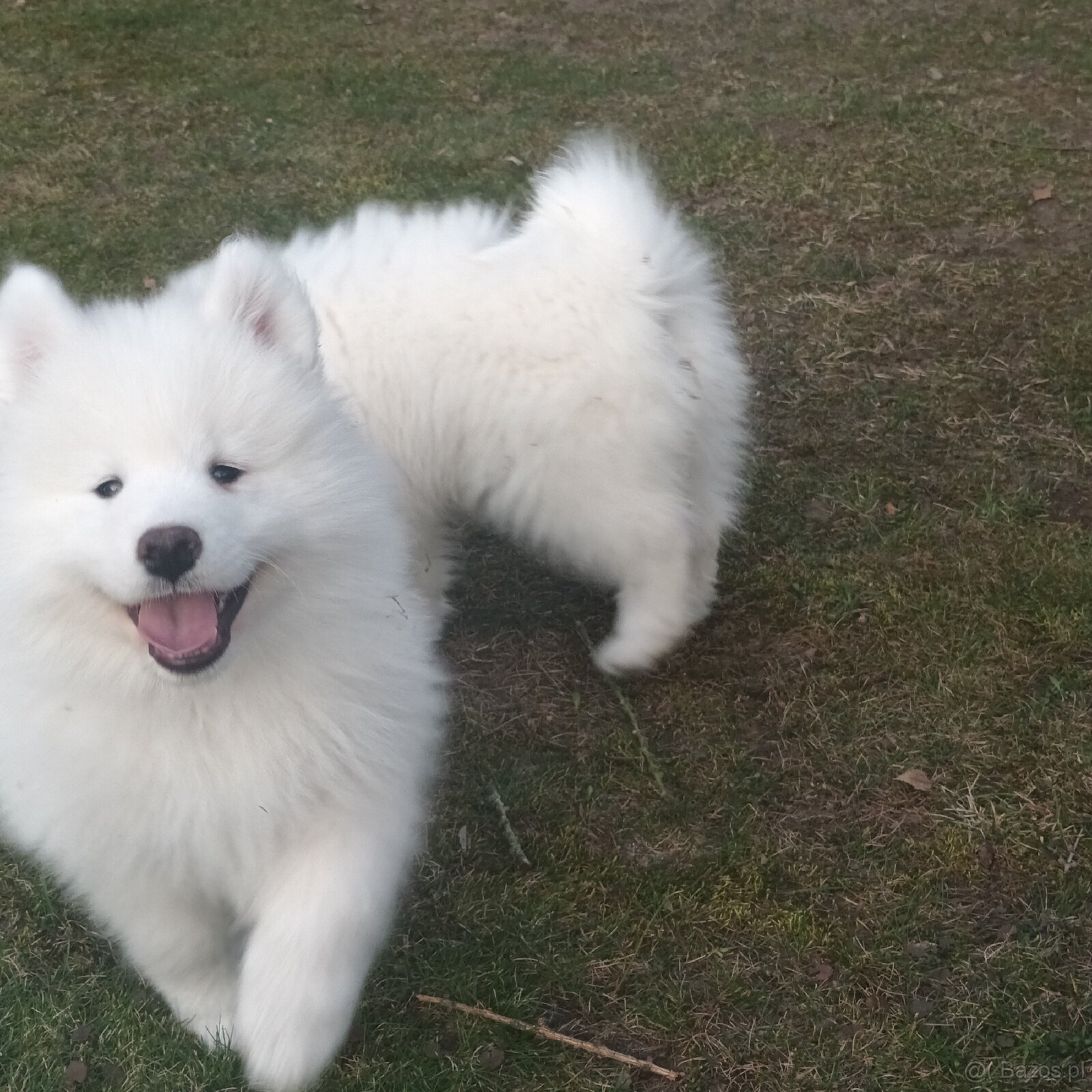 SAMOJED szczenięta - 4
