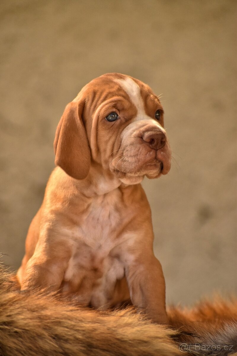 Pointer / English pointer - 4