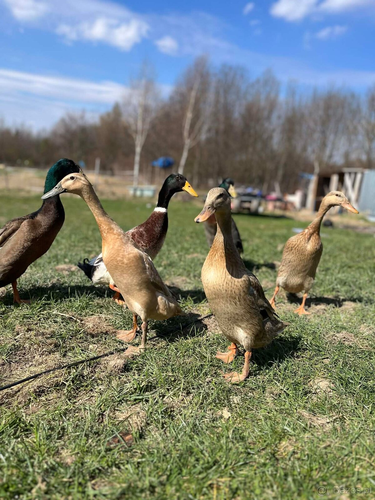 Jaja bieguski indyjskiej - 4